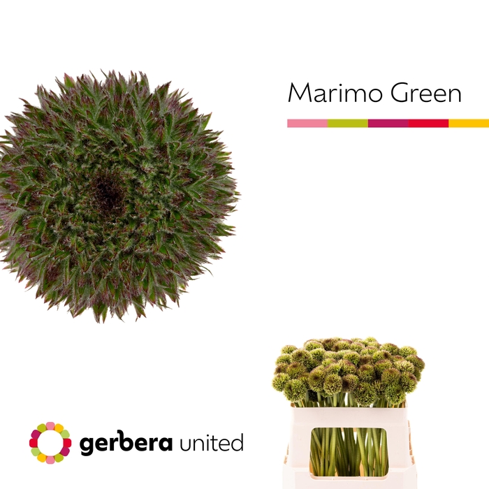 <h4>Germini Pomponi Marimo Green Water x60</h4>