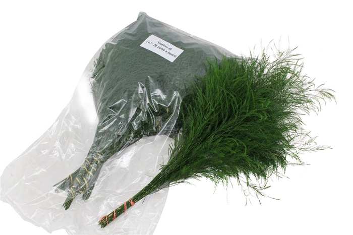 <h4>Tree Fern V P X5</h4>
