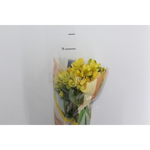 ALSTROEMERIA CARIBBEAN 070 CM