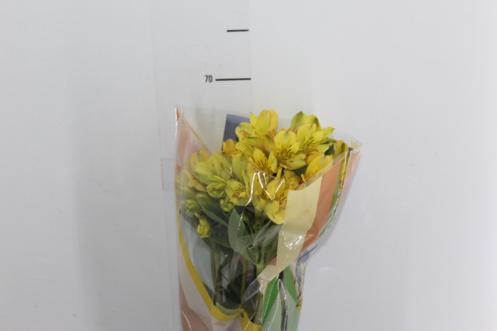 ALSTROEMERIA CARIBBEAN 070 CM