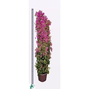 BOUGAINV ALEXANDRA