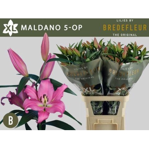 LI OT MALDANO