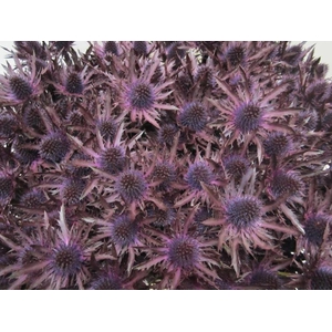 Eryn Orion Aubergine L50