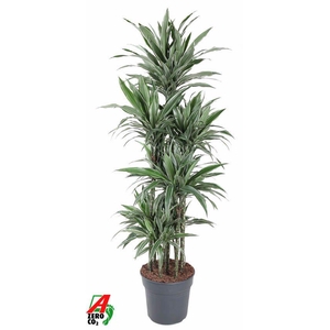 Dracaena Warneckei 120-carrousel