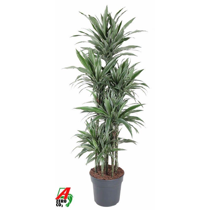 <h4>Dracaena Warneckei 120-carrousel</h4>