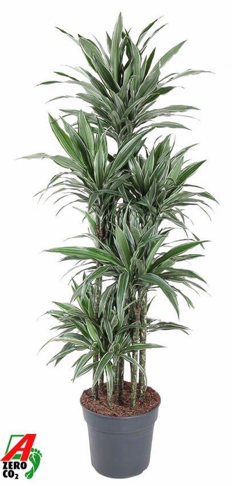 Dracaena Warneckei 120-carrousel