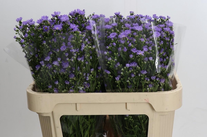 <h4>Aster Cassandra</h4>