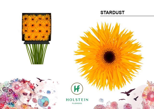 <h4>Gerbera Spider Stardust Diamond per kaart</h4>