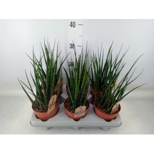 Sansevieria  'Fernwood'