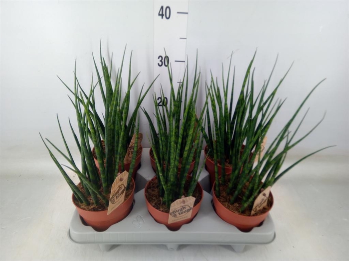 <h4>Sansevieria  'Fernwood'</h4>