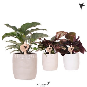 Kolibri Greens Calathea mix in Stones pot mix