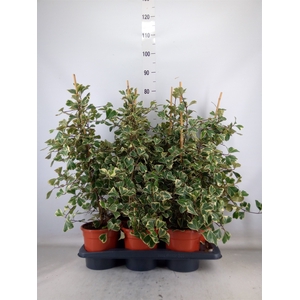 Ficus triangularis 'Sweetheart'