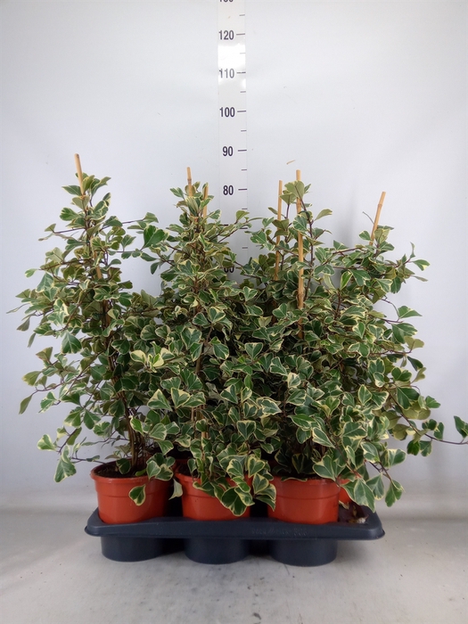 <h4>Ficus triangularis 'Sweetheart'</h4>