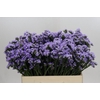 Limonium sinuatum Donau Birds