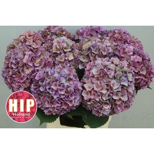 HYDR M CH RODEO CL