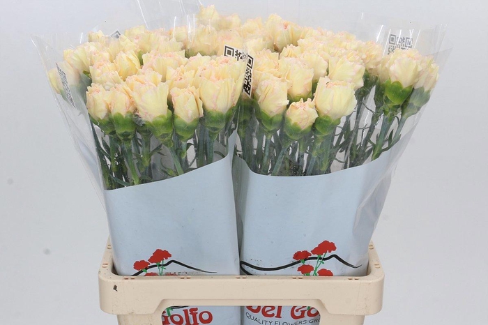 <h4>DI ST HAPPY TEA</h4>