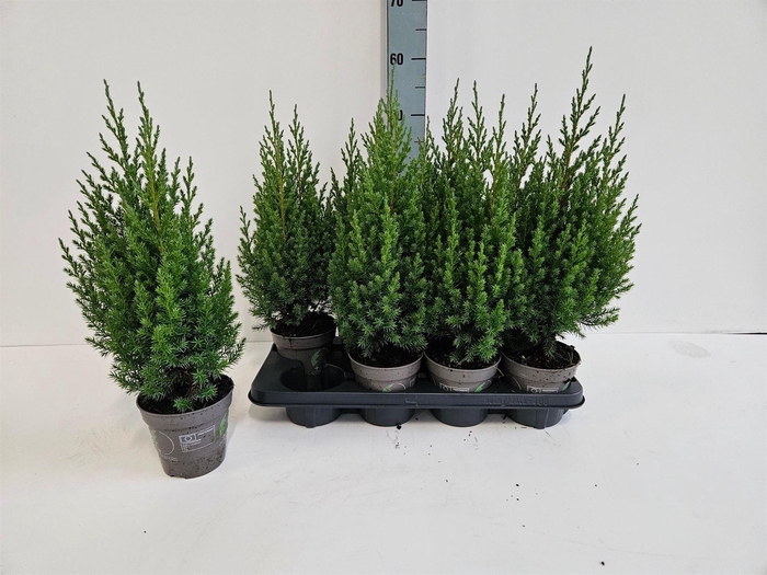 <h4>Juniperus chinensis 'Stricta'</h4>