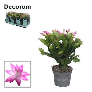 Schlumbergera - 9 cm - Pink (Cyber) - Decorum