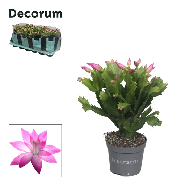 <h4>Schlumbergera - 9 cm - Pink (Cyber) - Decorum</h4>