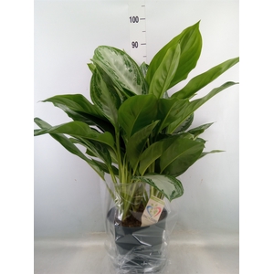 Aglaonema  'Silver Bay'