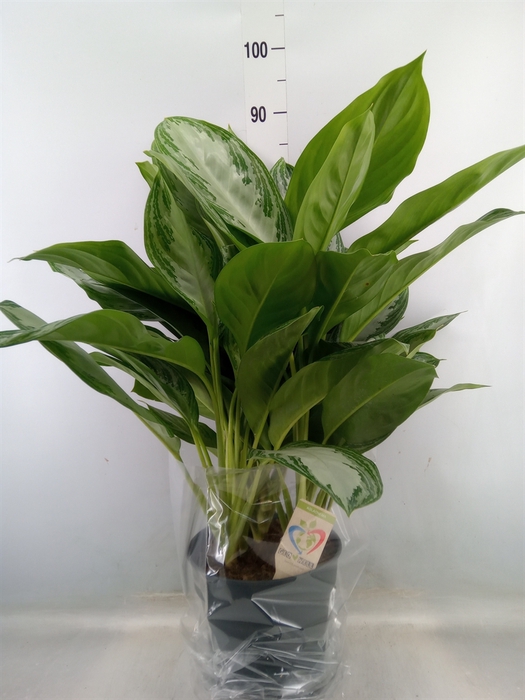 <h4>Aglaonema  'Silver Bay'</h4>