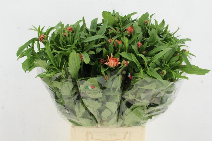 <h4>RAN MODERNA SALMON</h4>