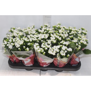 KALANCHOE P11 BRANCO