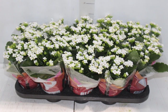 <h4>KALANCHOE P11 BRANCO</h4>