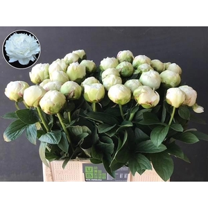 PAEO L IVORY VICTORY