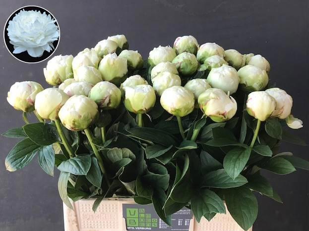 <h4>PAEO L IVORY VICTORY</h4>