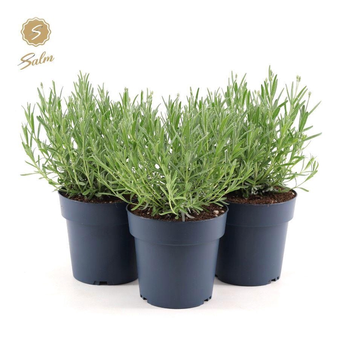 <h4>Lavandula ang. 'Felice Silver'® P15</h4>