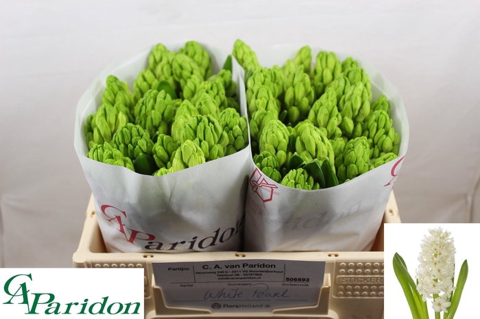 <h4>HYAC WHITE PEARL</h4>