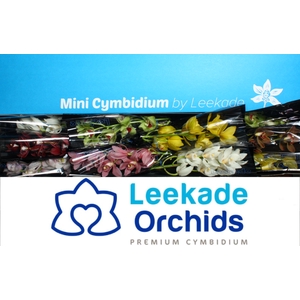 Cymb Mi Mixed Leekade X10