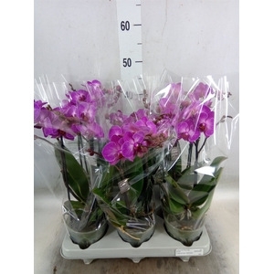 Phalaenopsis multi.   ...lilac