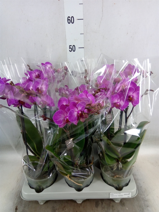 <h4>Phalaenopsis multi.   ...lilac</h4>