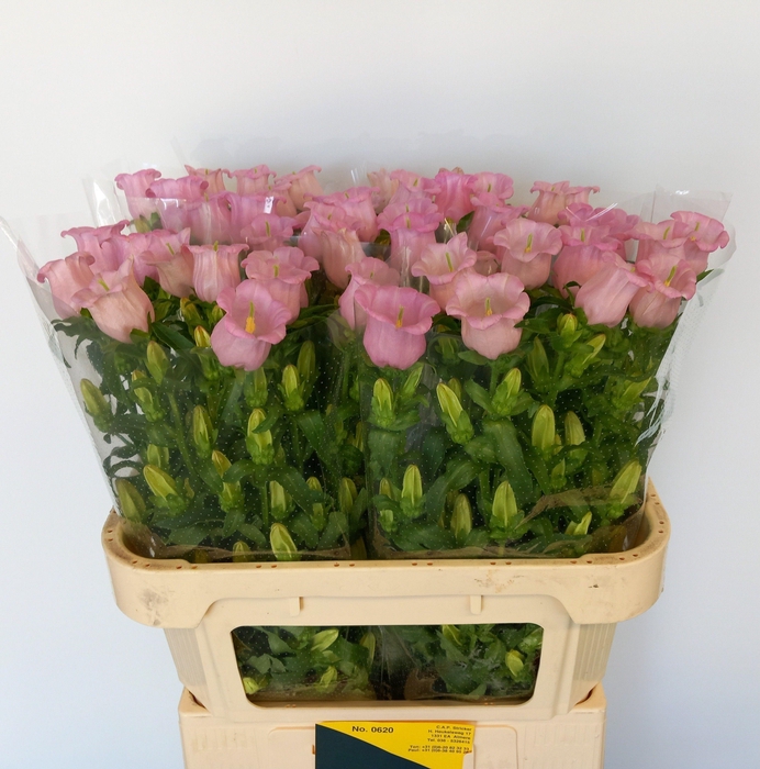<h4>CAMP M PEARL PINK@</h4>