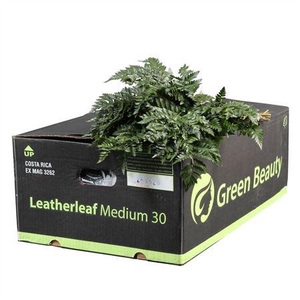 LEDERVAREN MEDIUM GR.BEAUTY