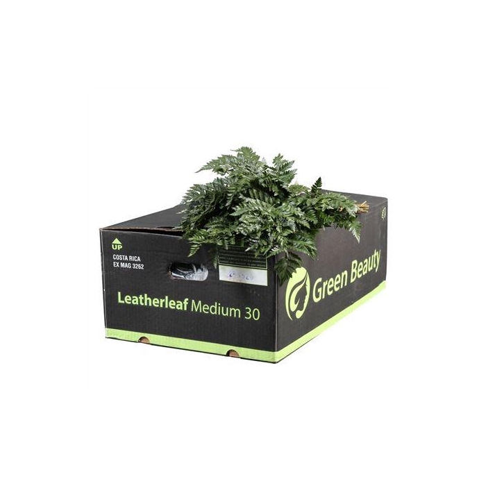 <h4>LEDERVAREN MEDIUM GR. BEAUTY</h4>