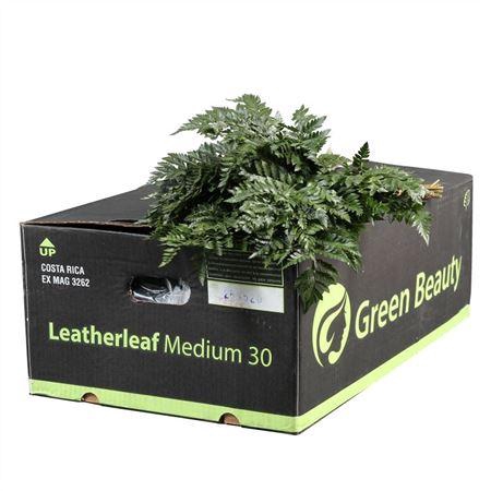 <h4>LEDERVAREN MEDIUM GR. BEAUTY</h4>