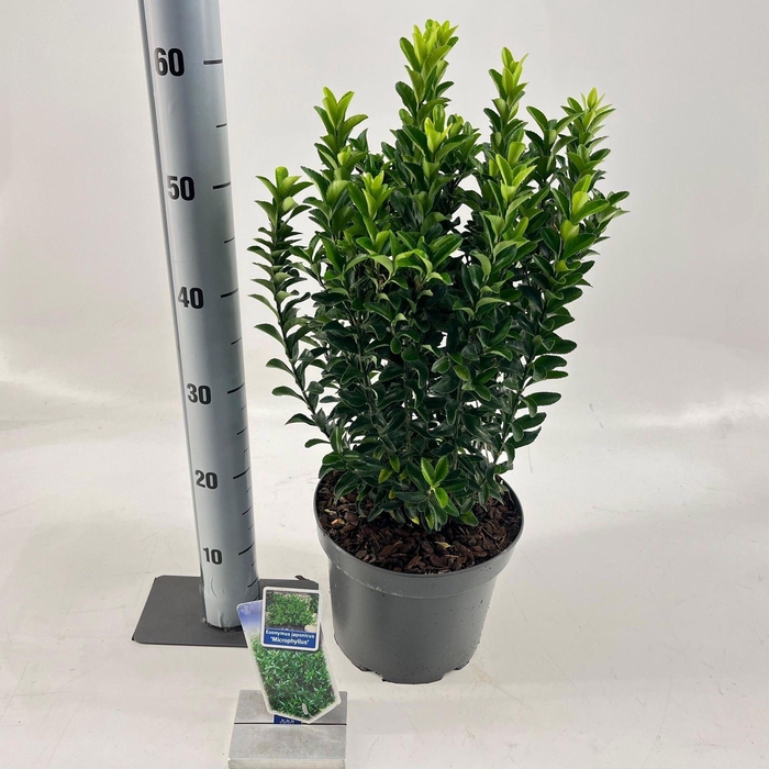 <h4>Euonymus japonicus Microphyllus</h4>