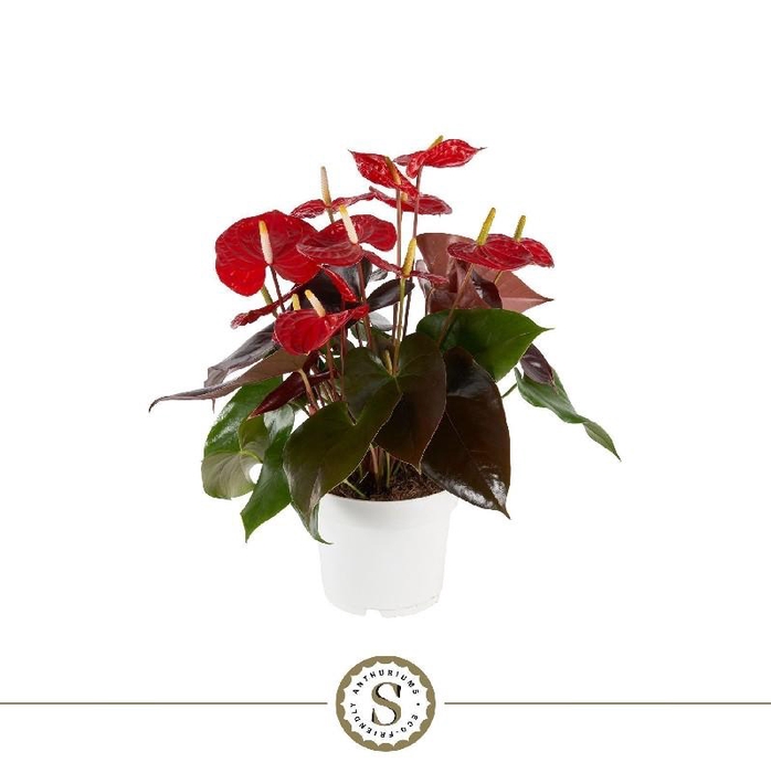 <h4>Anthurium Andreanum rood Coral Champion</h4>