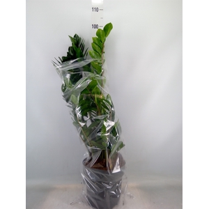 Zamioculcas zamiifolia