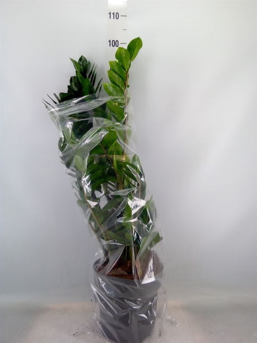 <h4>Zamioculcas zamiifolia</h4>