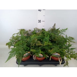 Humata griffithiana var. tyermannii