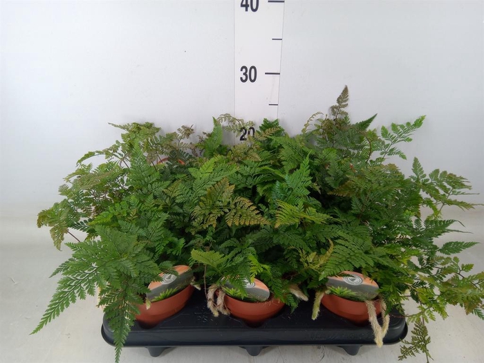 <h4>Humata griffithiana var. tyermannii</h4>