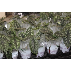 ALOCASIA DRAGON SCALE P12