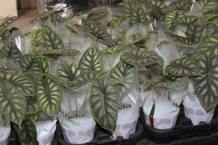 <h4>ALOCASIA DRAGON SCALE P12</h4>
