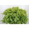 Amaranthus caudatus 'Viridis'