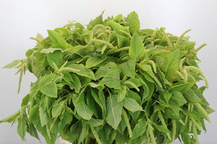 Amaranthus caudatus 'Viridis'