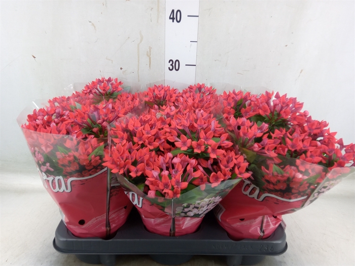 <h4>Bouvardia  'Amora Anna'</h4>